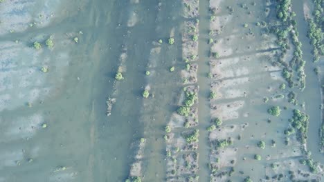 Aerial-view-wetlands-of-mangrove-swamp-in-morning-at-Batu-Kawan,-Penang.